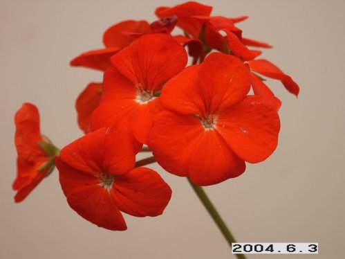 Molin Rohse - Zonalpelargoner.